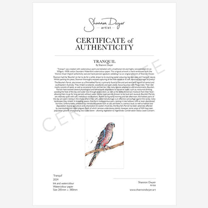 'Tranquill', the Bourke's Parrot