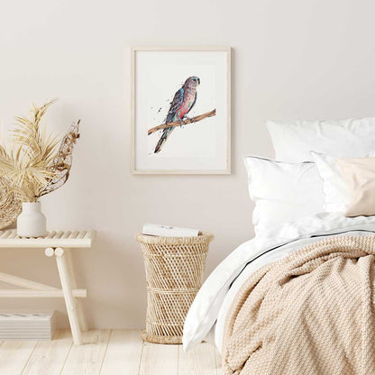 'Tranquill', the Bourke's Parrot