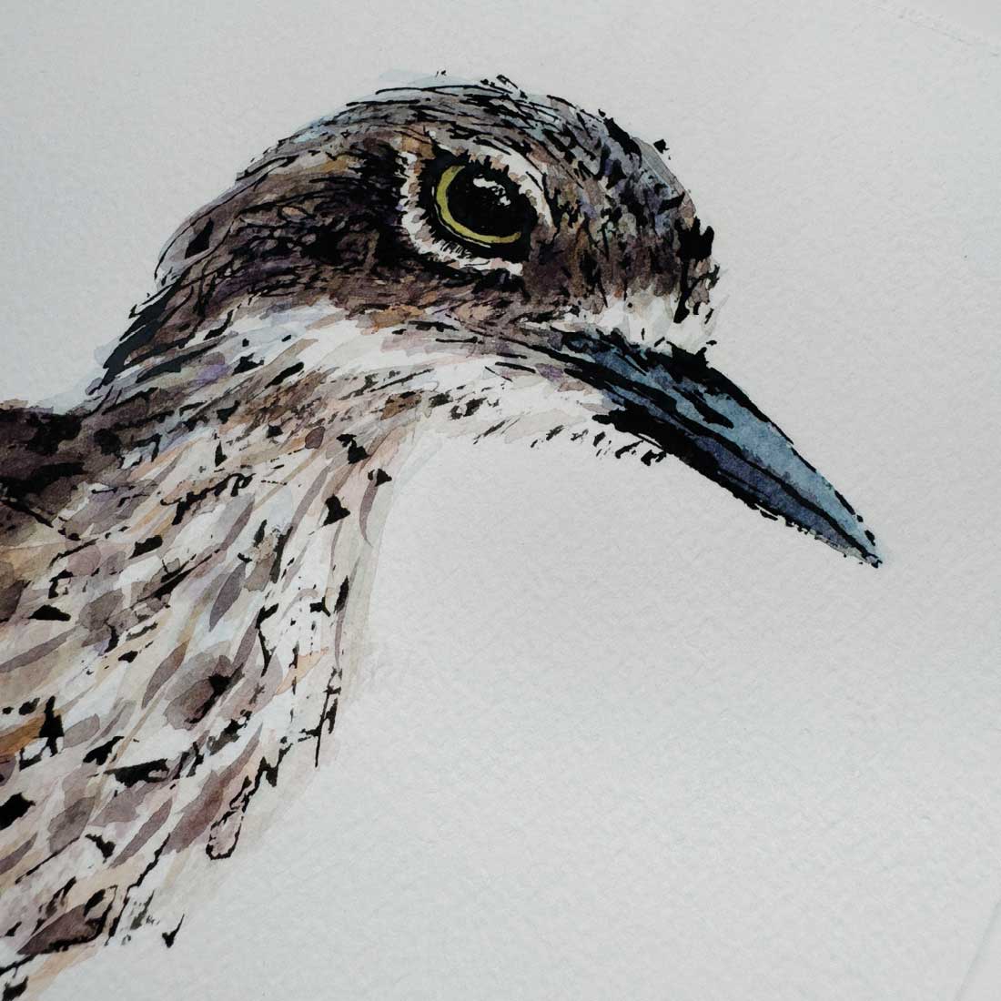 'BONNIE', the Bush-Stone Curlew