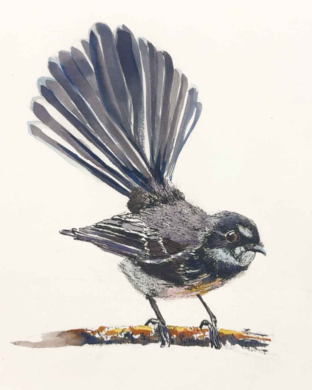 Wednesday Afternoon Wildlife Sydney Drawing Courses