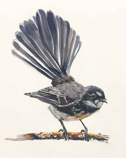 Wednesday Afternoon Wildlife Sydney Drawing Courses