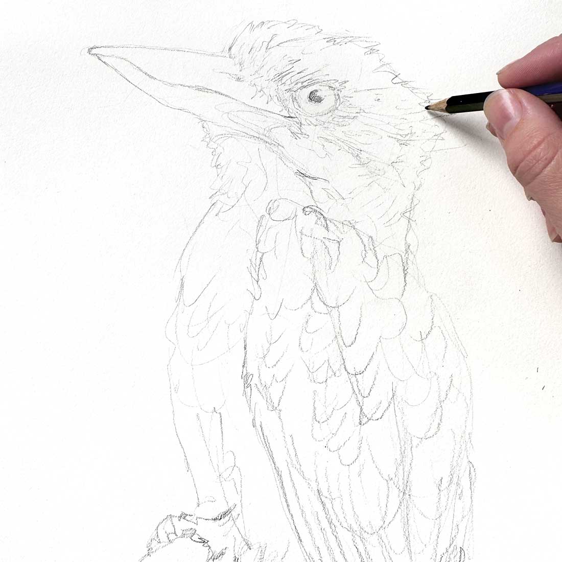 Drawing a Kookaburra