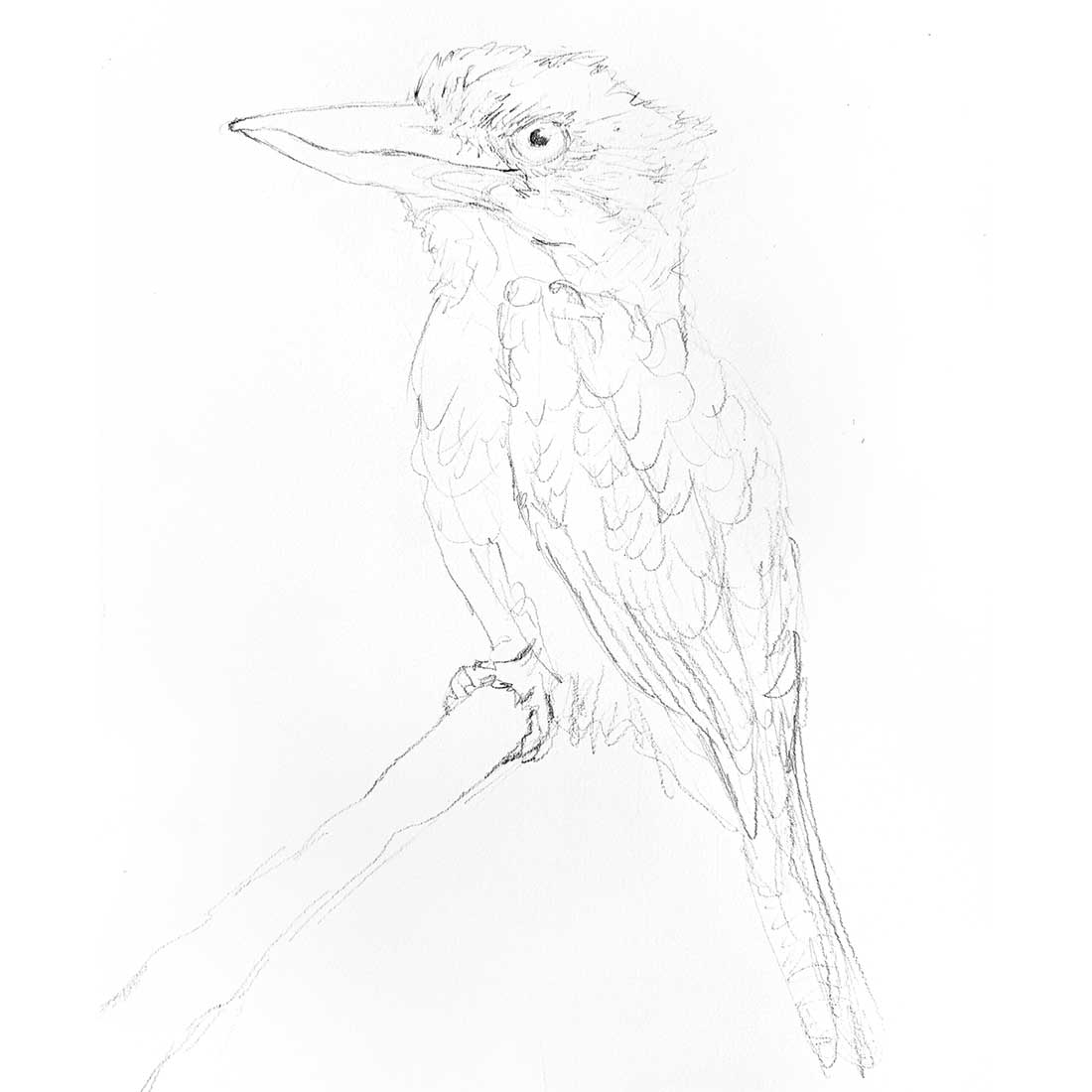 Drawing a Kookaburra