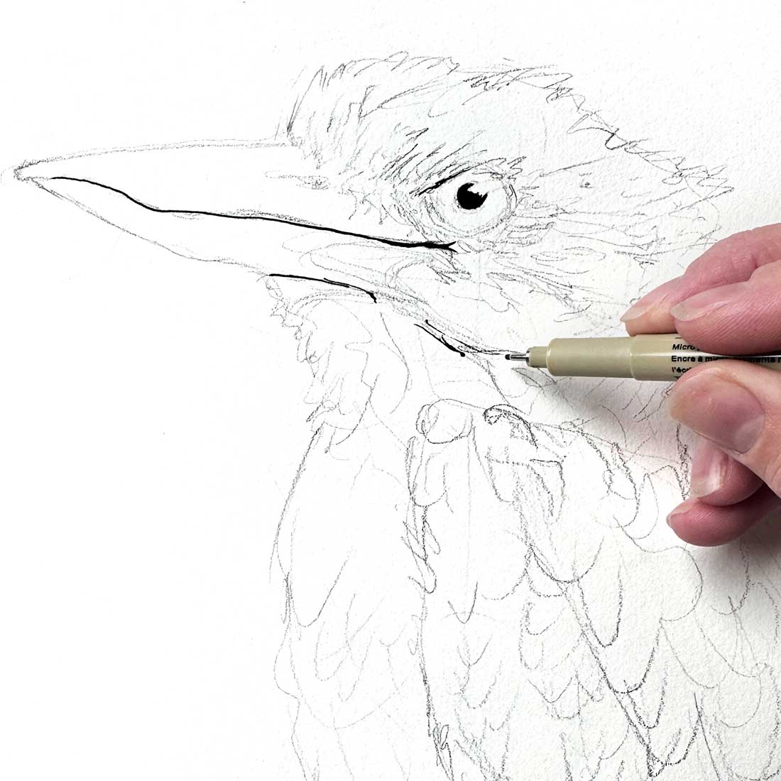 Drawing a Kookaburra