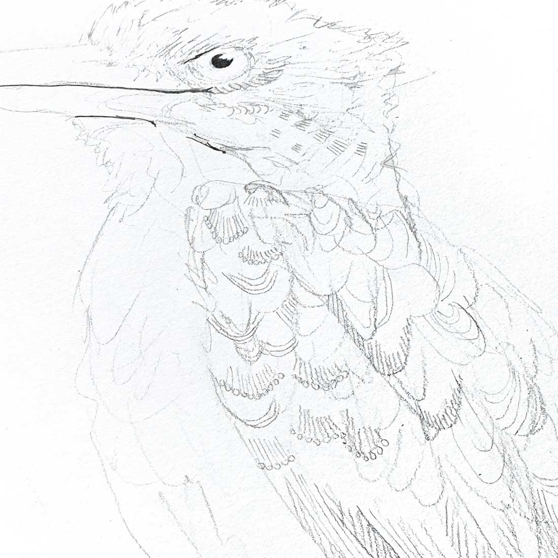 Drawing a Kookaburra