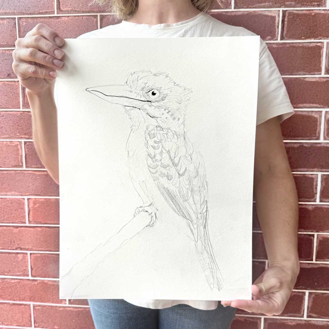 Drawing a Kookaburra