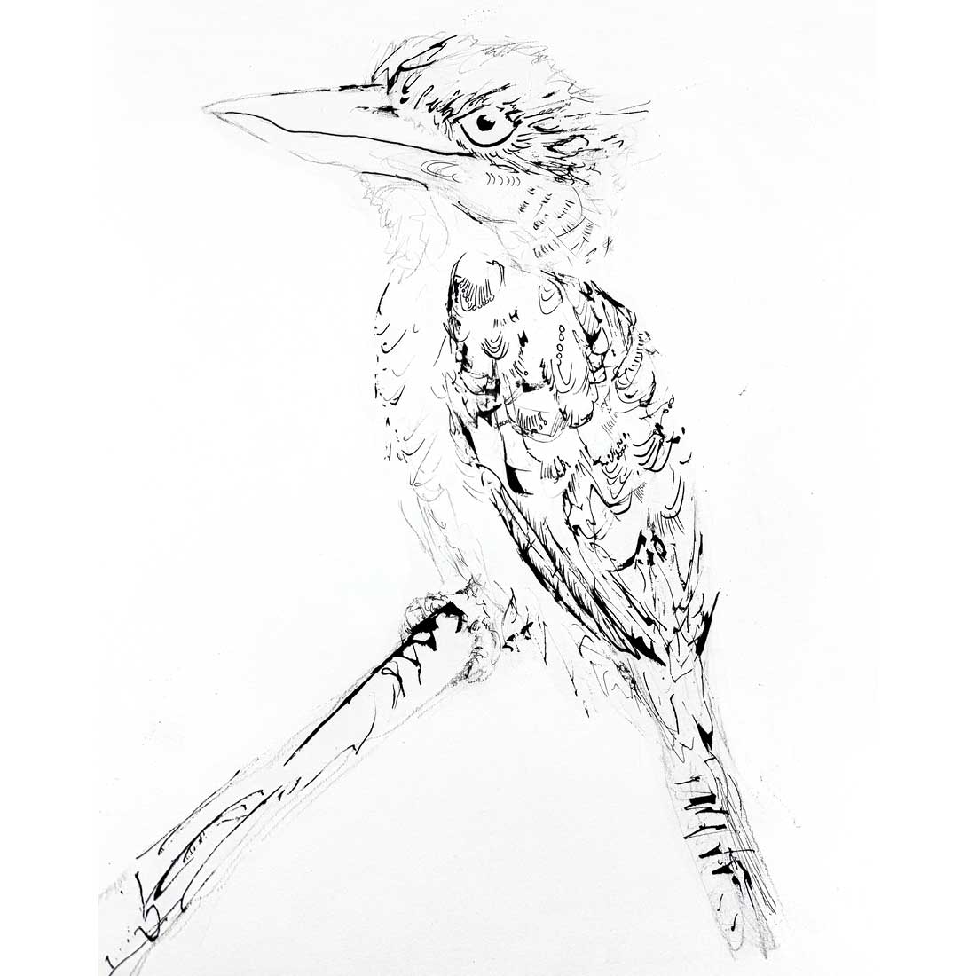 Drawing a Kookaburra