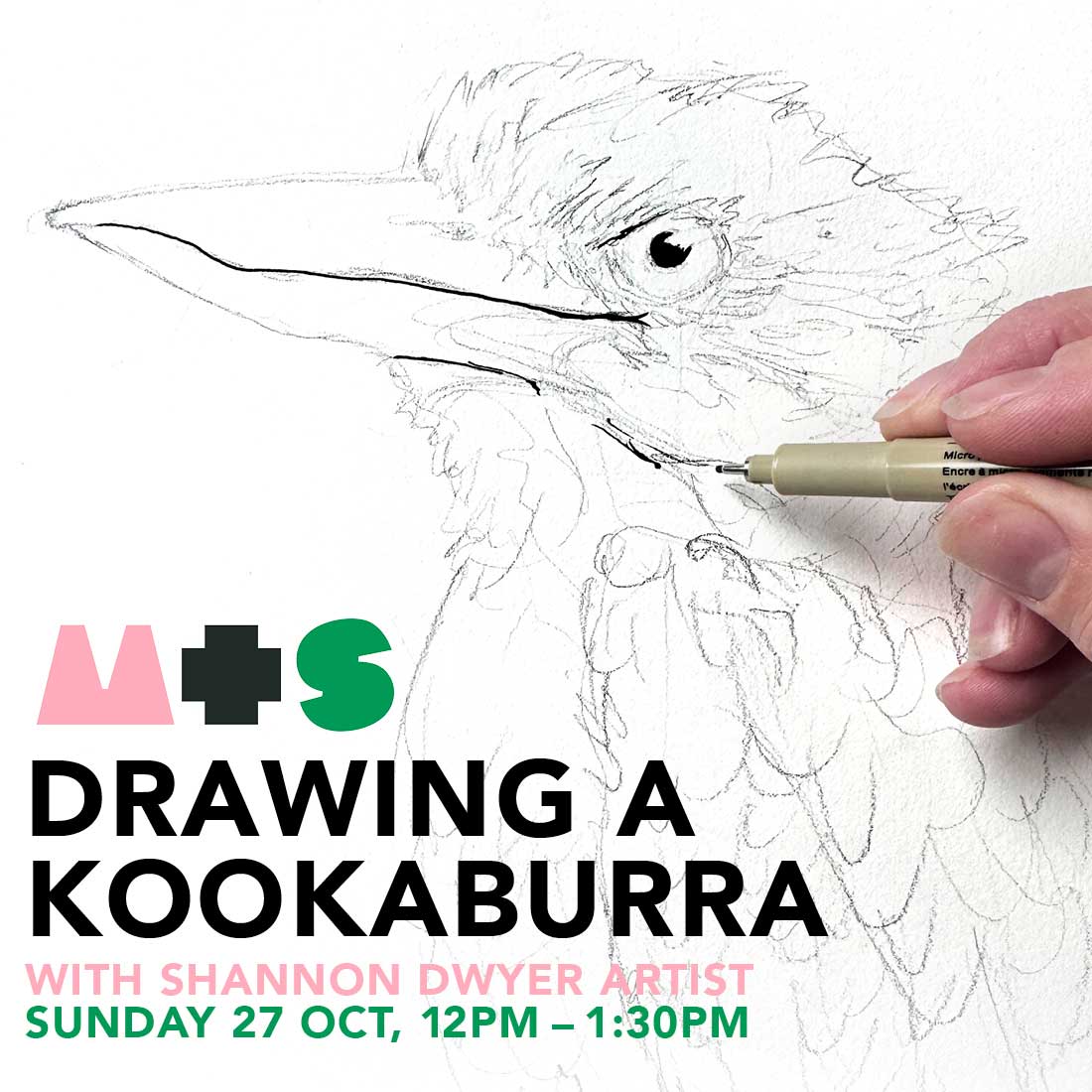 Drawing a Kookaburra