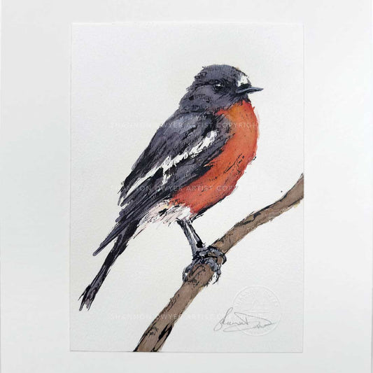 'FREDDY', the Flame Robin