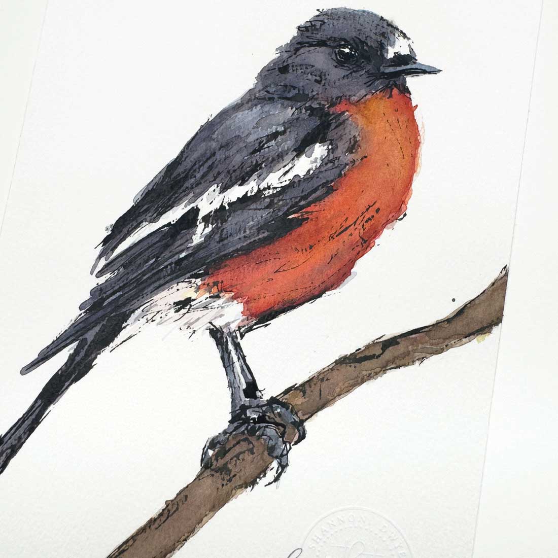 'FREDDY', the Flame Robin