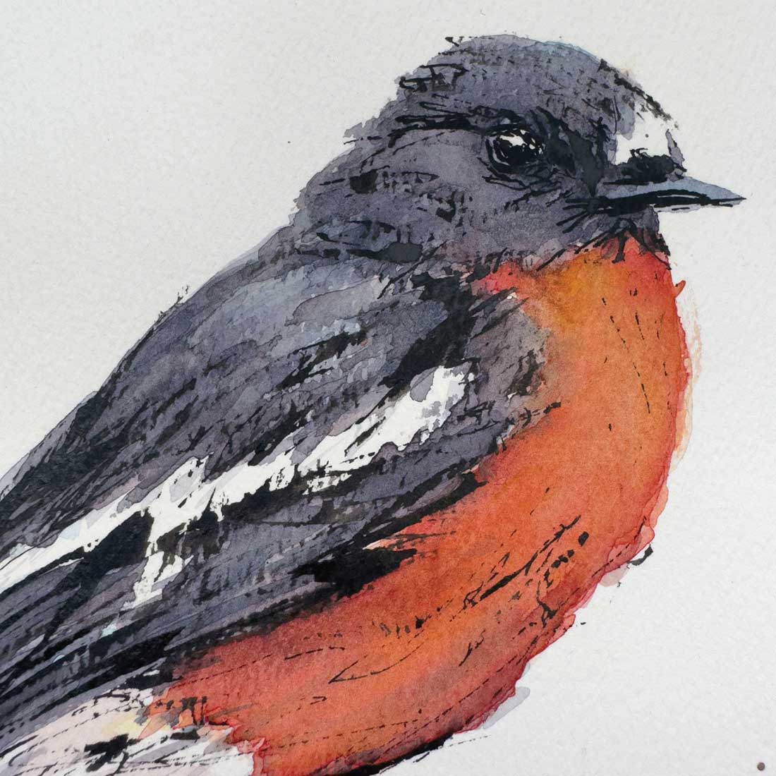 'FREDDY', the Flame Robin