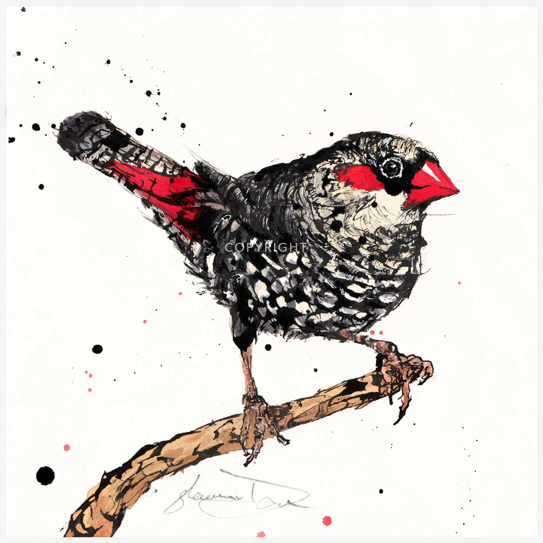 'Flare', the Red-eared Firetail