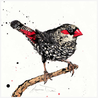 'Flare', the Red-eared Firetail