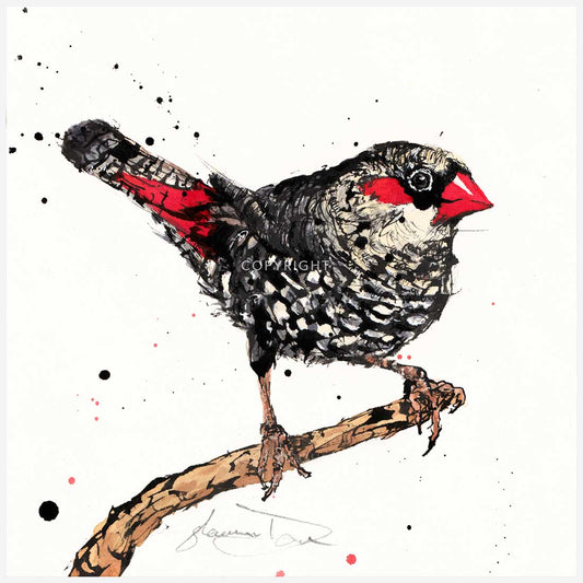 'Flare', the Red-eared Firetail