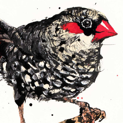 'Flare', the Red-eared Firetail