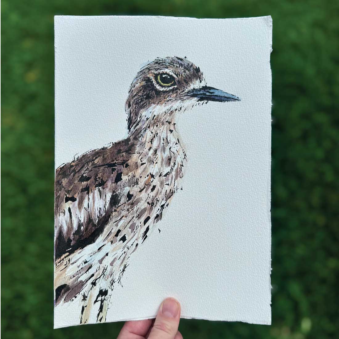 'BONNIE', the Bush-Stone Curlew