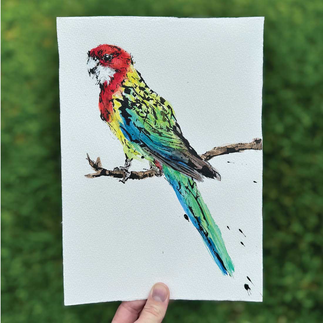 'ROSIE', the Rosella