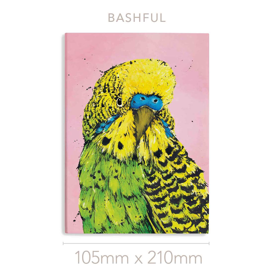 'Bashful' the Budgerigar