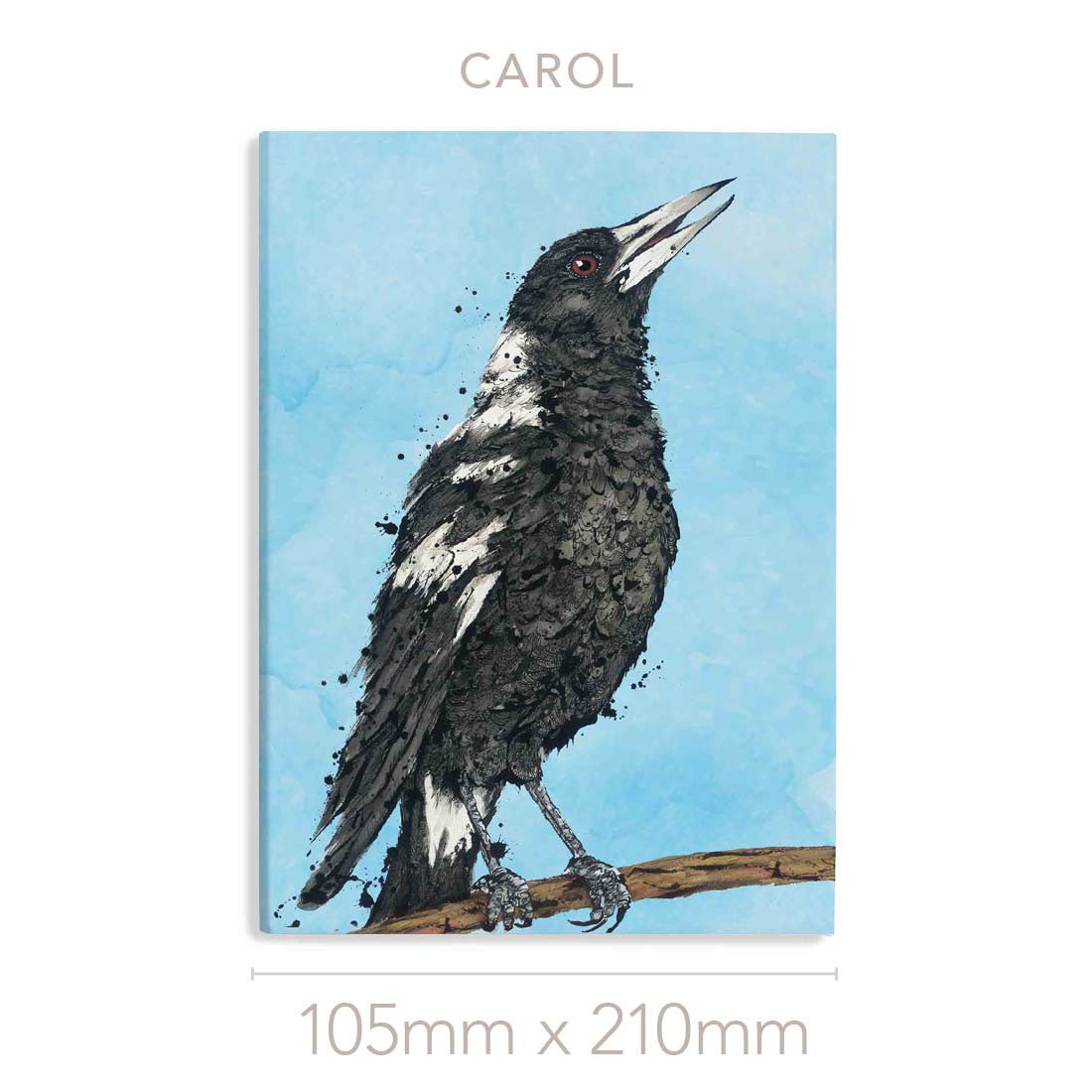 'Carol' the Australian Magpie