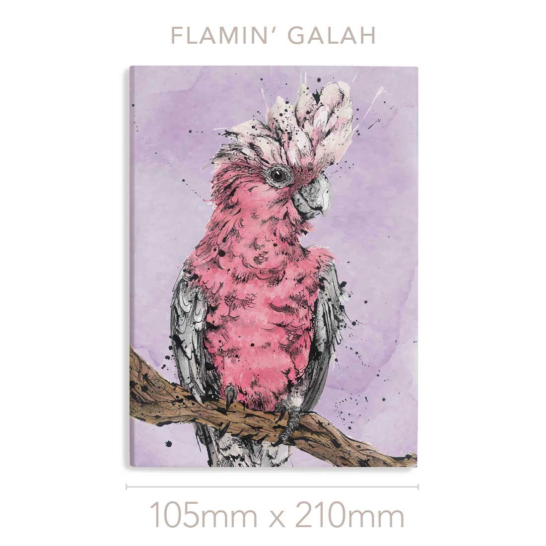 'Flamin' Galah' the Galah