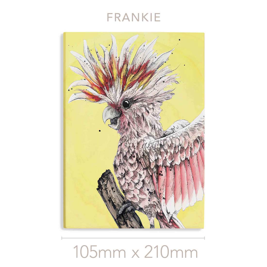 'Frankie' the Pink Cockatoo