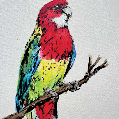 'ROWAN', the Rosella - original artwork