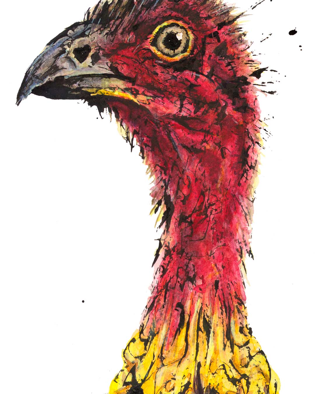 Ya Turkey! the Brush Turkey, Fine Art Print