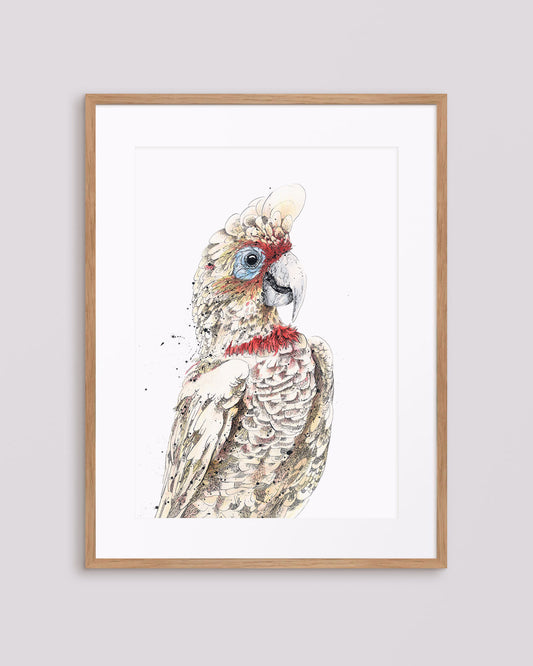 'Bluey', Long-Billed Corella Fine Art Print
