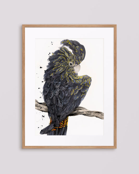 'Sassy' the Black Cockatoo