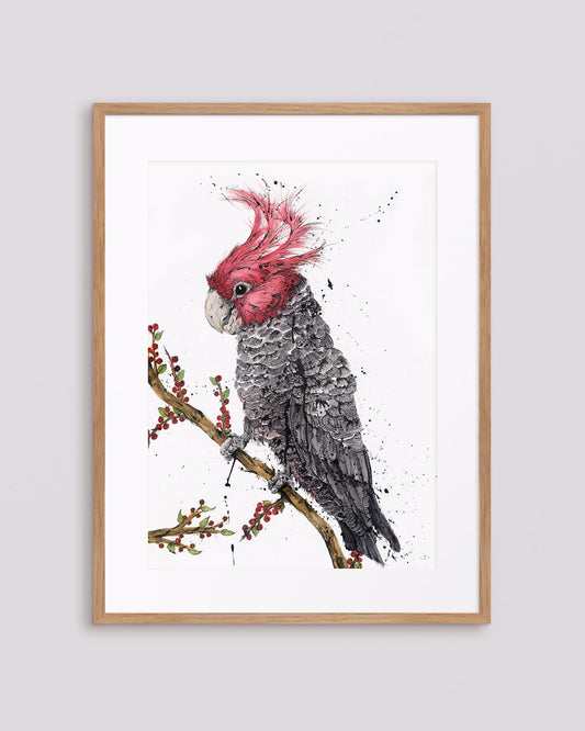 'Scarlet Stud' Gang-Gang Cockatoo