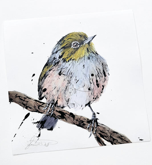 'Spike', the Silvereye