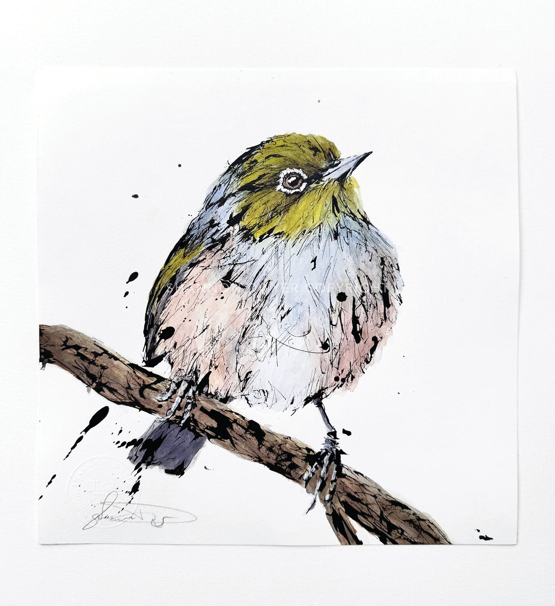'Spike', the Silvereye