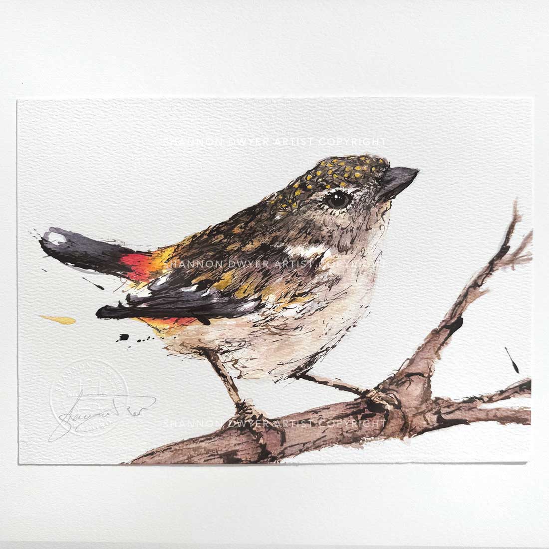 'MRS SPOTS', the Spotted Pardalote