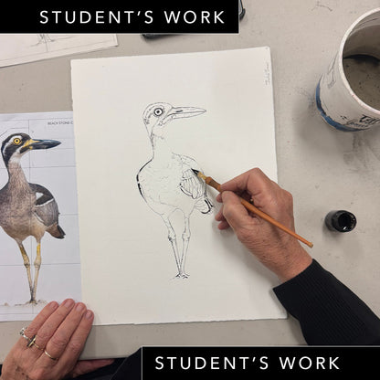 Wednesday Night Wildlife Sydney Drawing Course