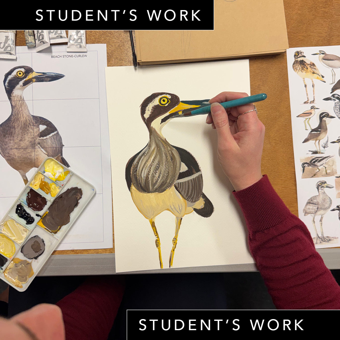 Wednesday Night Wildlife Sydney Drawing Course