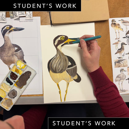 Wednesday Night Wildlife Sydney Drawing Course
