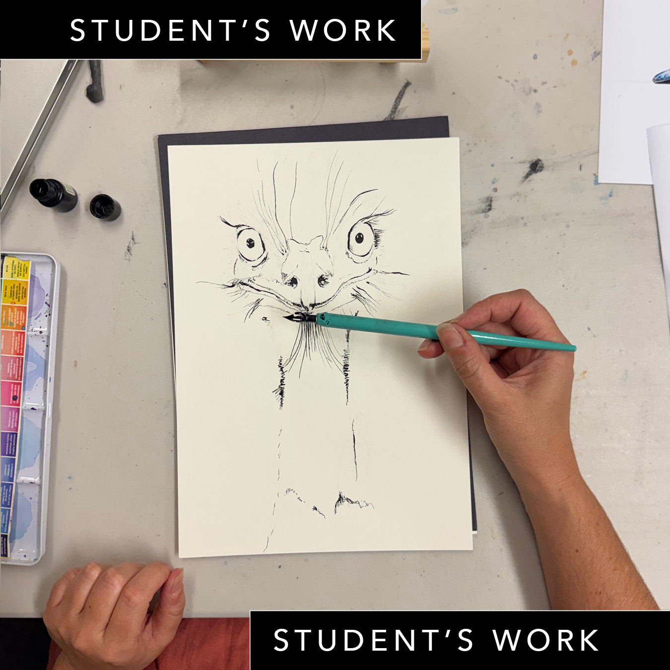 Wednesday Night Wildlife Sydney Drawing Course