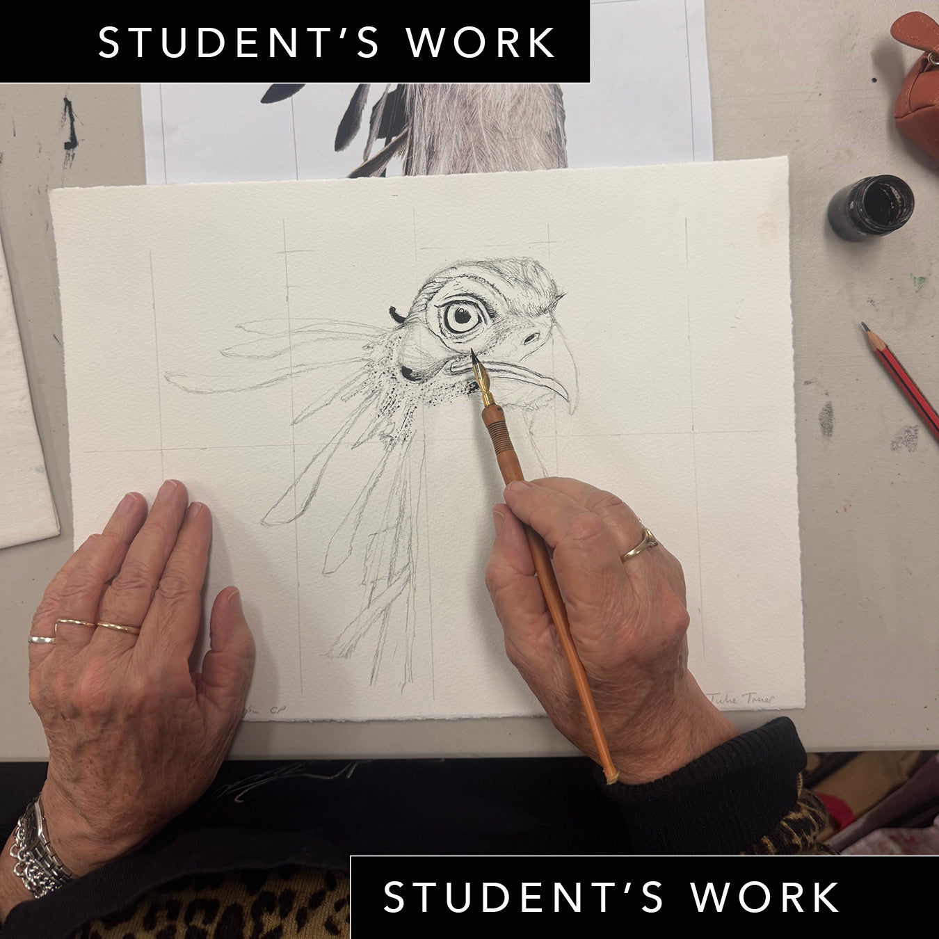 Wednesday Night Wildlife Sydney Drawing Course