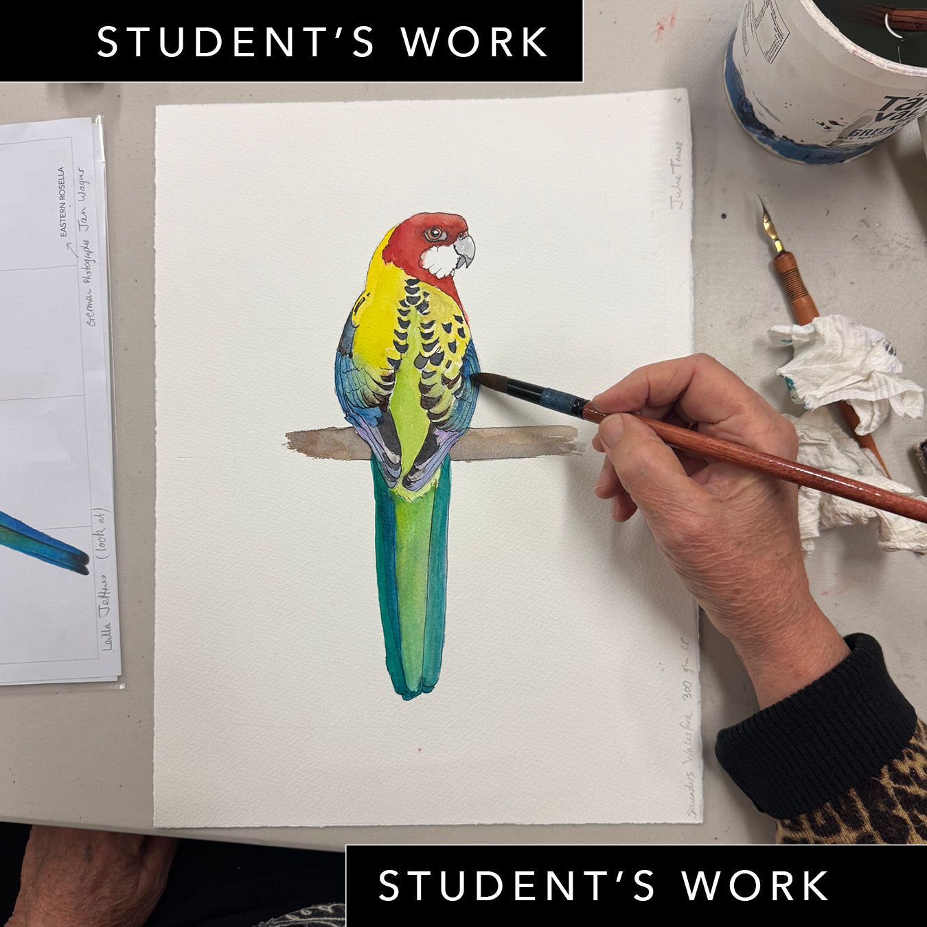 Wednesday Night Wildlife Sydney Drawing Course