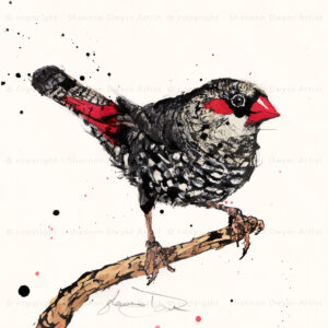 red-eared firetail, finch, australialian finch, firetail, bird art, wildlife art, original art