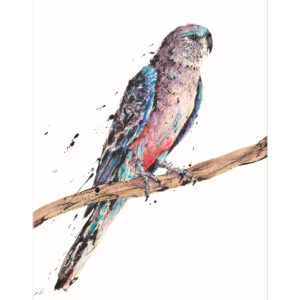 Original artwork of a Bourke's Parrot in ink and watercolour by Shannon Dwyer